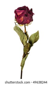 faded rose isolated on white background