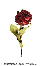 Faded Rose Isolated On White Background