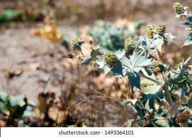 Faded Seaside Eryngo (Eryngium Maritimum)