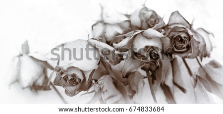 faded and tinted roses on white background, faded flower concept mourning motif