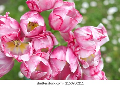 Faded Tulips close up. Bouquet of pink Tulips close up. Tulip petals. Buds of faded flowers. Beautiful bouquet. Floral background. Pink blooming Tulips on green natural background. Tulip bud