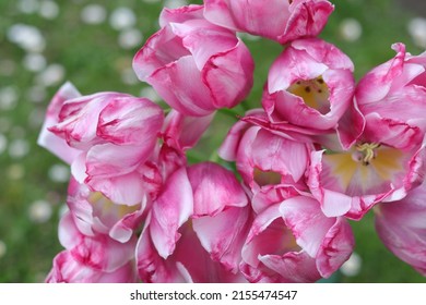 Faded Tulips close up. Bouquet of pink tulips close up. Tulip petals. Buds of faded flowers. Beautiful bouquet. Floral background. Pink blooming Tulips on green natural background. Tulip bud. Tulipa
