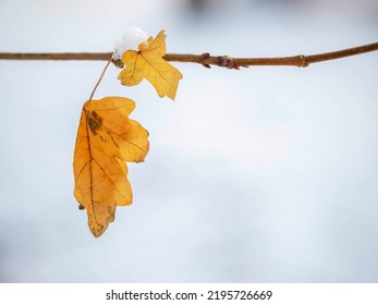 Faded Yellow Oak Leaf On A Twig In A Winter Season