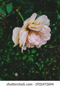 Fading Heirloom Rose With Dewdrops