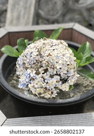 Fading hydrangea bloom showing soft pastel tones of blue, lavender, and cream. This ornamental flower, known for its large globe-shaped clusters, adds a nostalgic charm to garden spaces.