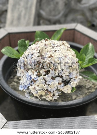 Fading hydrangea bloom showing soft pastel tones of blue, lavender, and cream. This ornamental flower, known for its large globe-shaped clusters, adds a nostalgic charm to garden spaces.