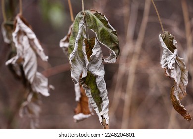 Fading leafs in a Baltic forest.September.