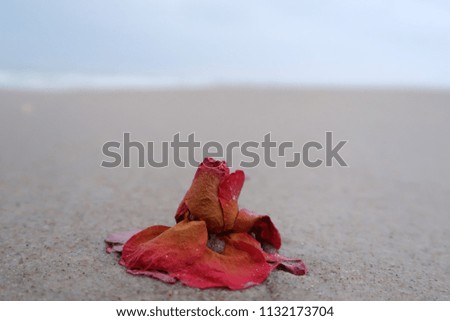 Similar – Sandy beach with starfish and snails