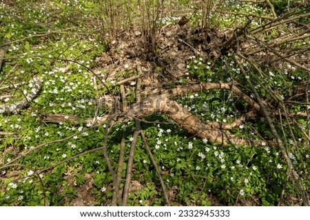 Similar – Waldstück Umwelt Natur