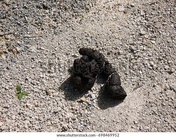 Faeces Brown Bear Ursus Arctos Stock Photo (Edit Now) 698469952