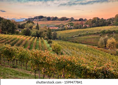 Faenza, Ravenna, Emilia Romagna, Italy: landscape at dawn of the countryside with vineyards for wine production on the Italian hills 
