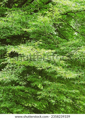 Fagus sylvatica 'Asplenifolia' - Fern-leaved beech or Fernleaf European Beech with asplenium-like leaves resembling to spleenwort fern
