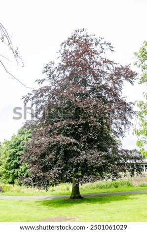 Fagus sylvatica 'Atropunicea' is a tree with a spreading oval to round crown
