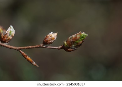 Fagus sylvatica bud. Beech forest - Shutterstock ID 2145081837