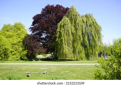 
Fagus Sylvatica “atropunicea Purpurea” And Fagus Sylvatica Pendula, Beech Family Fagaceae.
