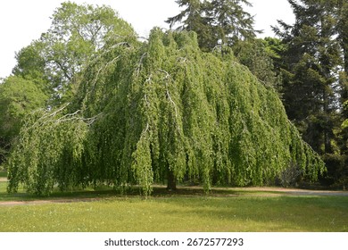 Fagus sylvatica 'Pendula'; weeping beech, tree with green leaves
