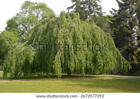 Fagus sylvatica 'Pendula'; weeping beech, tree with green leaves
