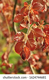  Fagus sylvatica "Purple Fountain" - red young leaves of a tree