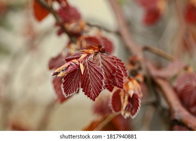 Fagus sylvatica "Purple Fountain" - red young leaves of a tree