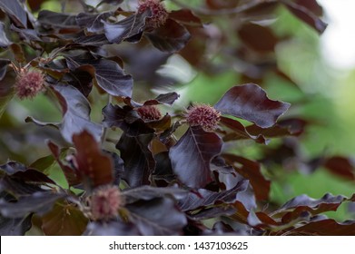 Fagus sylvatica purpurea tree branches, beautiful ornamental beech tree, copper beech with purple leaves, early summer season