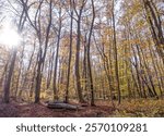 (Fagus sylvatica) A stand of beech trees spread out on a carpet of dead leaves with beautiful bronze colours in autumn, crossed and illuminated by the rays of the sun