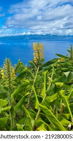 Faial Azores, Sea Blue Ocean