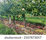 Failed apple harvest in alsace 2024. Many apples were hit by hail, fell to the ground and are rotting. Agricaltural problem, climate change.