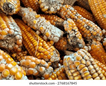 Failed corn crops on drought- stricken farmland with dry cracked earth during a drought season