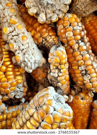 Failed corn crops on drought- stricken farmland with dry cracked earth during a drought season 