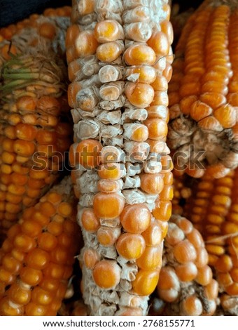 Failed corn crops on drought- stricken farmland with dry cracked earth during a drought season