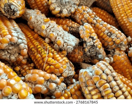 Failed corn crops on drought- stricken farmland with dry cracked earth during a drought season