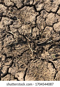 Failed Crops On Drought Prone Farmland. Dry Cracked Earth. Example Of Changing Climate.