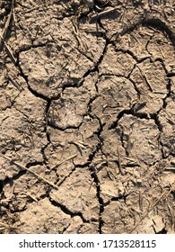 Failed Crops On Drought Prone Farmland. Dry Cracked Earth. Example Of Changing Climate.