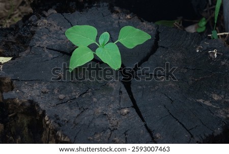 Failure is not the end,but a lesson.It tests resilience, sparks growth, and builds strength. Embrace it, learn, and rise again—success often follows persistence.Young plant try generate form dead stum