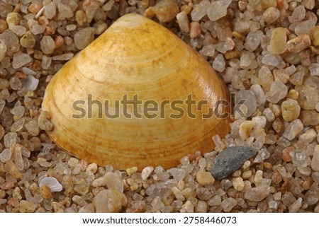 FAINT BANDS AND PATTERN ON AN EMPTY CLAM SHELL WITH DEEP YELLOW OCHRE AND RUST COLORED HUES ON COARSE BEACH SAND