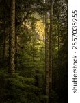 Faint Light Warms The Dark Forest With Bright Mountainside Looking Overhead in Mount Rainier National Park