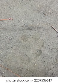 Faint Paw Print Sand Stock Photo 2209536617 | Shutterstock