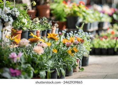 Fair of flowers in Tbilisi Georgia. Beautiful chrysanthemums flowers and plants for home or garden, soft focus. Various bouquets in baskets for sale at street market - Powered by Shutterstock