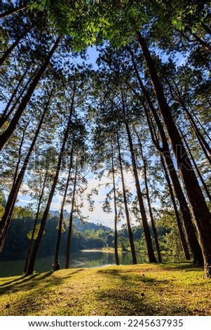 fair light from the sun and shadow of the pine trees in afternoon at the camping area, Pang-Ung  Mae Hong Son, North of Thailand, in the winter season, travel nature concept,