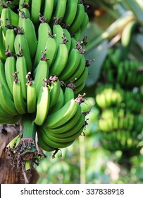 Fair Trade Matoke Bananas On A Plantation In Uganda: Starch-rich Food For The Local African Community