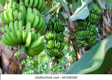 Fair Trade Matoke Bananas On A Plantation In Uganda: Starch-rich Food For The Local African Community