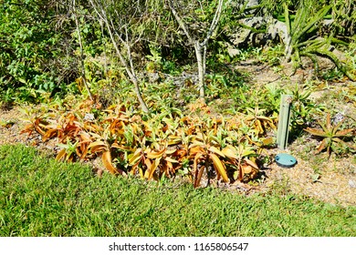 Fairchild Tropical Botanic Garden