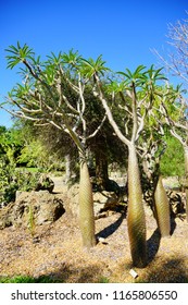 Fairchild Tropical Botanic Garden