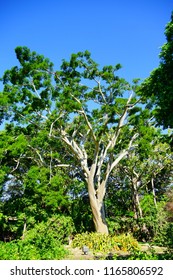 Fairchild Tropical Botanic Garden