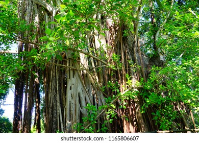 Fairchild Tropical Botanic Garden