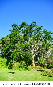 Fairchild Tropical Botanic Garden