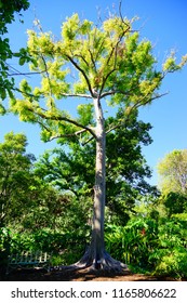 Fairchild Tropical Botanic Garden