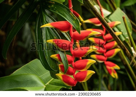 Fairchild Tropical Botanic Garden - Heliconia flowers. Neon-colored, sculptural inflorescences make heliconia a great favorite of Garden visitors.