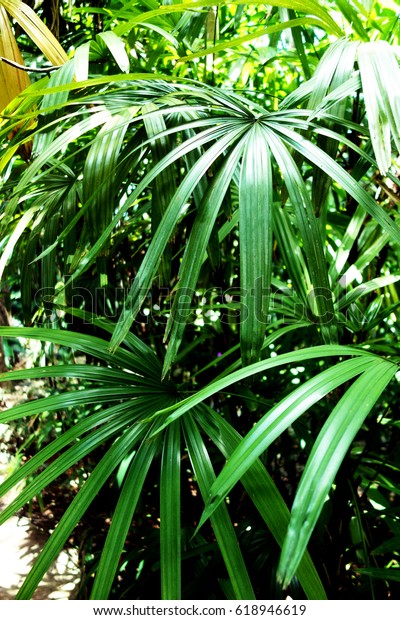 Fairchild Tropical Botanic Garden Miami Stock Photo Edit Now