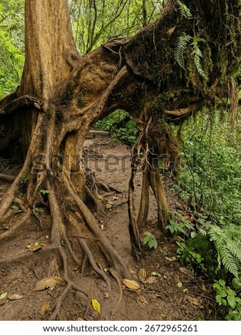 A fairly ancient tree with a unique shape and long roots emerges from the surface along one of Mount Kembang's iconic hiking trails. This ancient tree boasts numerous, uniquely shaped branches.